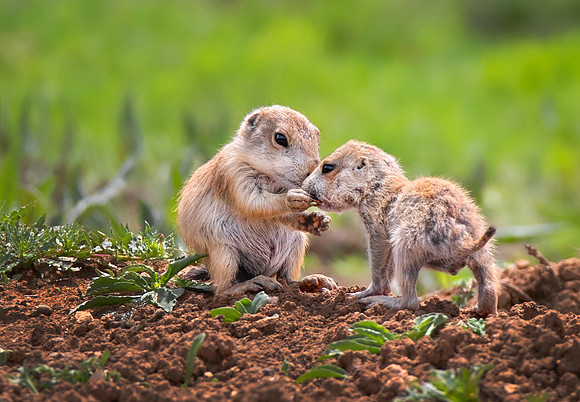 Sharing