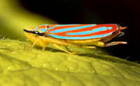 Candy-striped Leafhopper