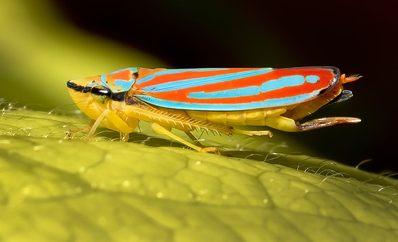 Candy-striped Leafhopper