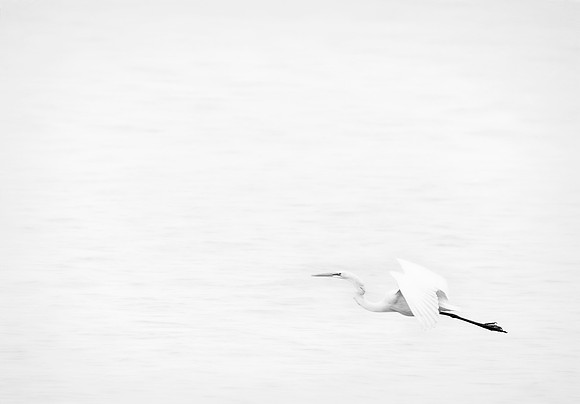 Egret Takeoff
