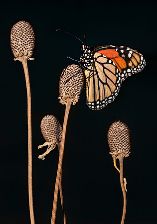 Perched Monarch