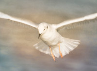 Gull Gliding