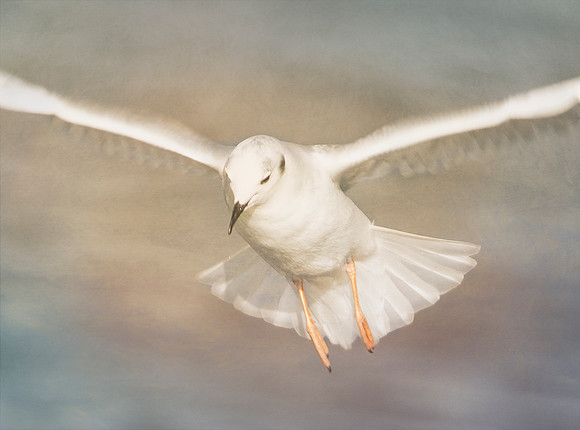 Gull Gliding