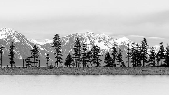 Tree Line