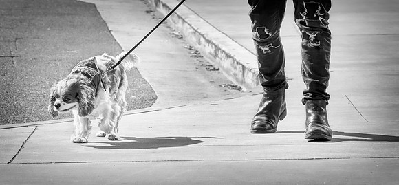 Boots and Paws
