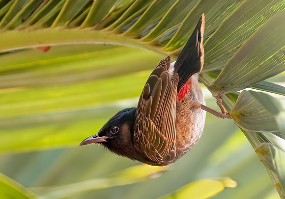 Red-vented Bulbul