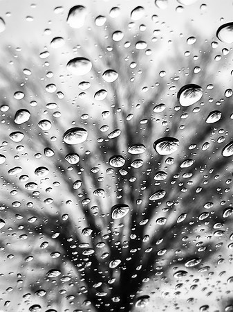 Tree Drops