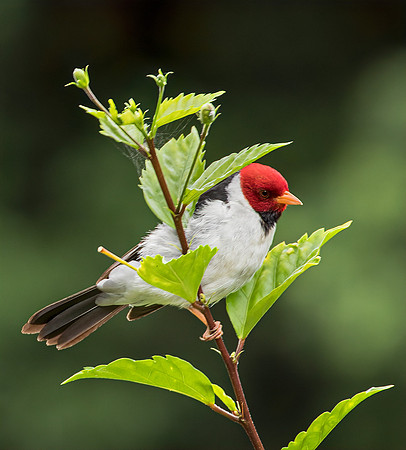 Yellow Billed Cardinal III