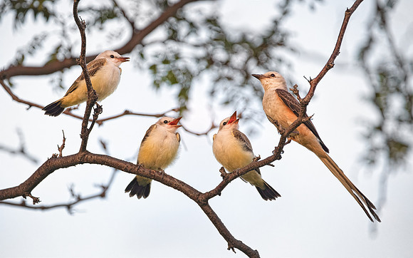 Scissor-tailed Flycatcher Family