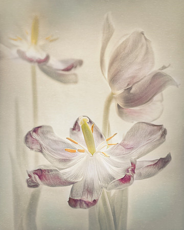Withered Tulips