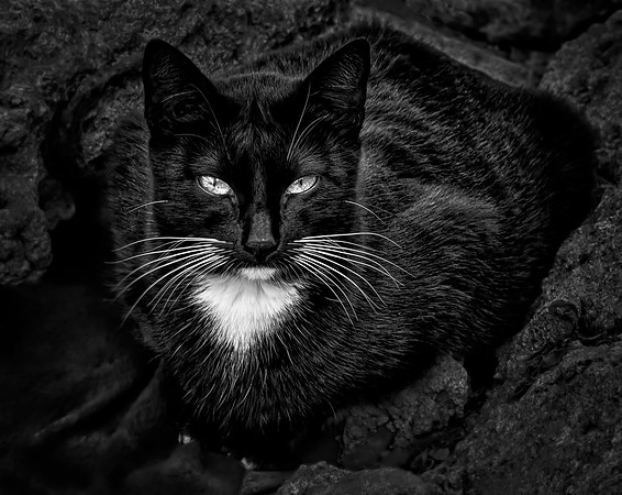 Stray Cat