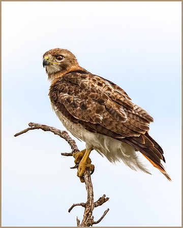 Wary Hawk