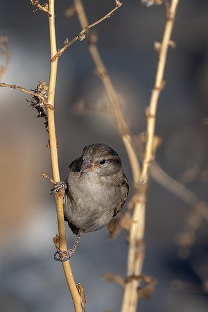 Resting Sparrow