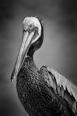 Pelican Portrait