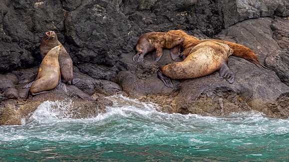 Sea Lions on Rocky Shore