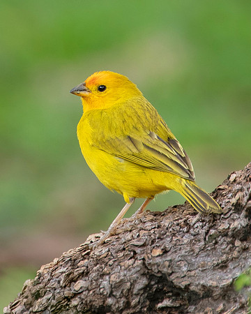 Saffron Finch