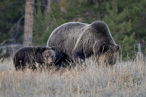 Keeping Close to Mom