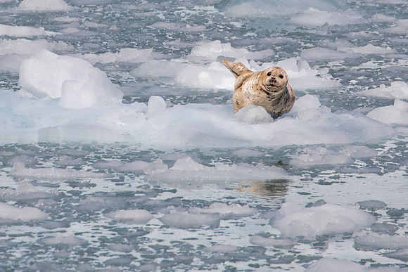 Harbor Seal on Ice
