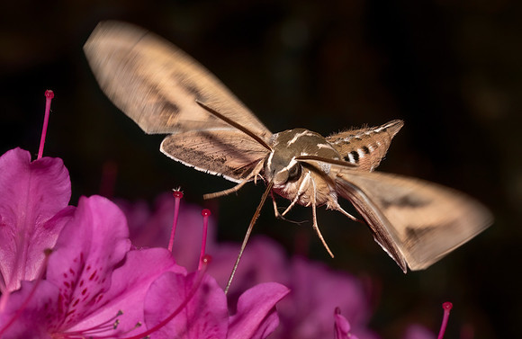 White-lined Sphinx Moth Feeding