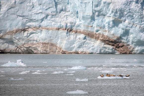 Sunbathing at Glacier