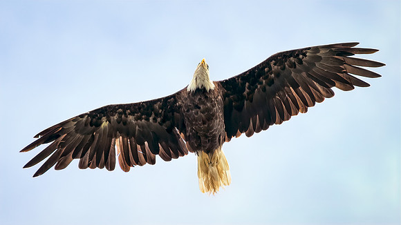 Soaring High