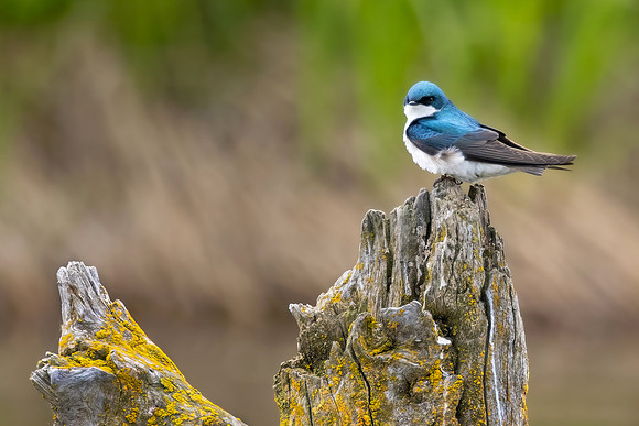 Tree Swallow