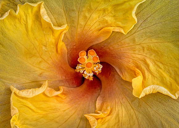 Yellow Hibiscus