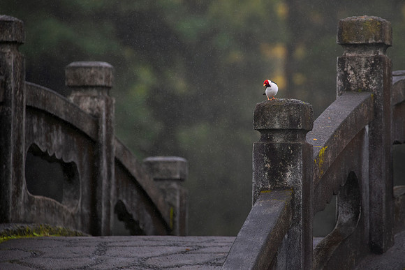 Out in the Rain