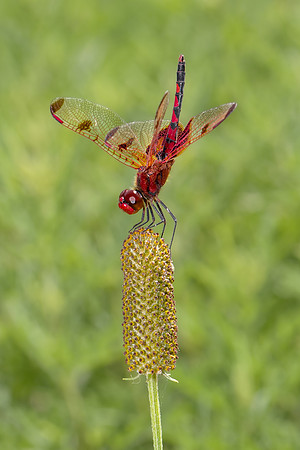 Dragonfly Handstand