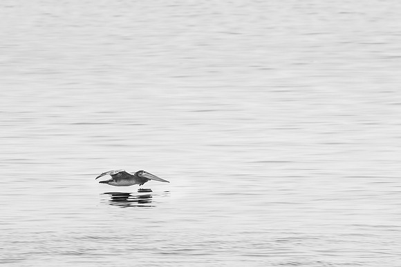 Pelican Gliding