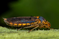 Broad-headed Sharpshooter