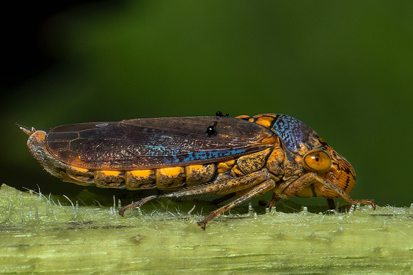 Broad-headed Sharpshooter