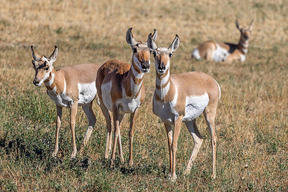 Pronghorns